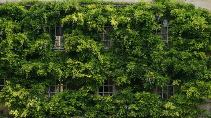Gebäude mit Pflanzen an der gesamter Außenfassade