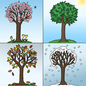 Ein Baum im Frühling, Sommer, Herbst und Winter.