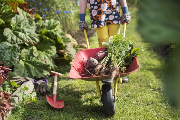 Ein Kind schiebt eine Schubkarre an einem Gemüsebeet entlang. Die Schubkarre ist mit Gemüse gefüllt. Daneben liegen eine Schaufel und Handschuhe.