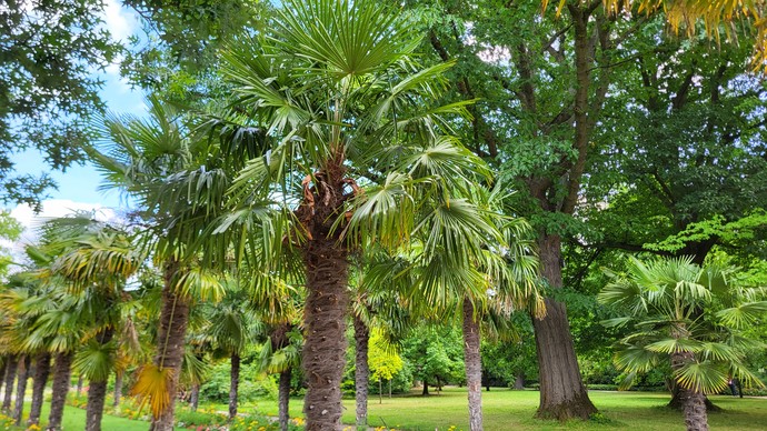 Eine Palme von schräg unten fotografiert. Im Hintergrund sind weitere Palmen und Bäume