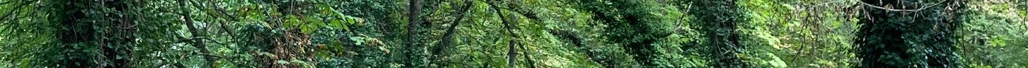 Eine Allee aus dicht bewachsenen grünen Bäumen. Dazwischen ein schmaler Waldweg.
