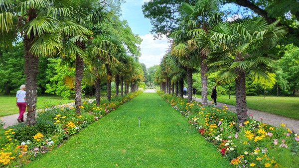 Eine begraste Allee aus Palmen und bunten Blumen. Links und rechts daneben ein Kiesweg für Fußgänger.