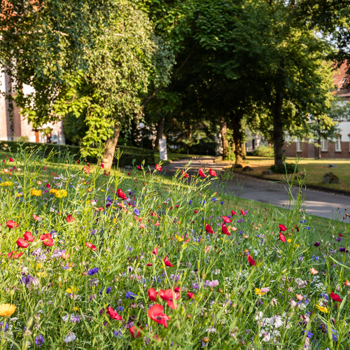 Blumenwiese