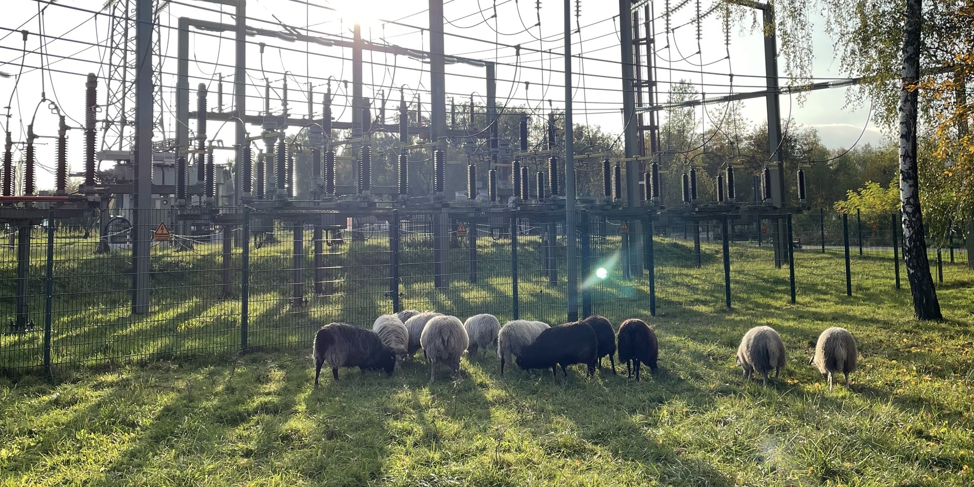 Grasende Schafe auf einer Wiese