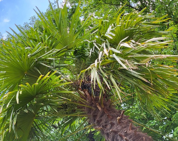 Eine Palme von unten gen Himmel fotografiert