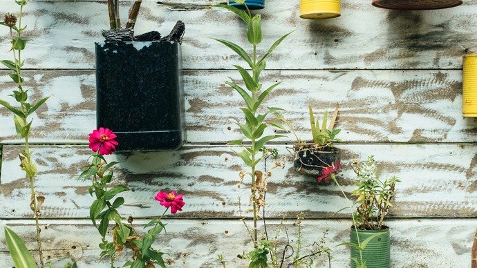 bunte Blumentöpfe an vertikaler Wand befestigt mit Pflanzen